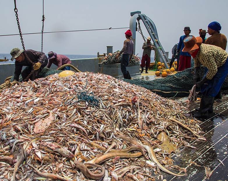 چینی‌ها برای صیادی در عمق ۲۰۰ متری آب های ایران با شیلات قرارداد دارند/تخفیف به صاحبان کالا در صورت ترخیص بار ظرف کمتر از ۴۵ روز