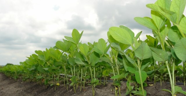 تامین ارز برای وارداتِ بدون محدودیت نهاده های دامی/ جلوگیری از سواستفاده کارخانه های روغنکشی