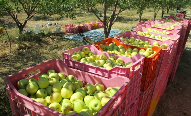 آغاز به کار زنجیره سیب ایرانیان به عنوان اولین زنجیره ملی کشاورزی