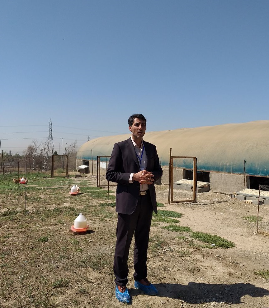 عده ای حیات شان به شیوع بیماری وابسته است/ هجمه های سازماندهی شده به پرورش بومی طیور