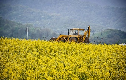 نرخ ۳ هزار و ۴۵۰ تومان را برای خرید تضمینی کلزا به دولت پیشنهاد دادیم/بخشی از تورم ایجاد شده برای کشاورزان باید جبران شود