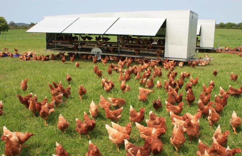 کارگاه آموزشی پرورش طیور ارگانیک برگزار شد