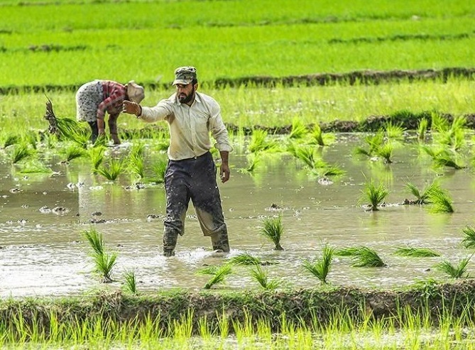 ۶۰ درصد کاهش تولید برنج را جبران می کنیم/از ظرفیت اراضی دیم در کشور استفاده نکردیم