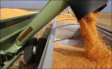 ذرت دانه ای ۳ استان در قالب گواهی سپرده کالایی عرضه می شود