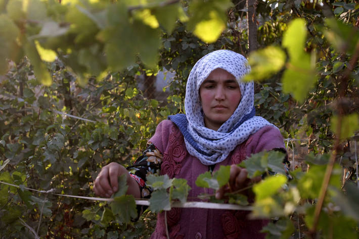 سه برنامه حمایتی اتحادیه اروپا برای تامین امنیت غذایی در جهان/ استفاده از بودجه بخش خصوصی در توسعه کشاورزی پایدار