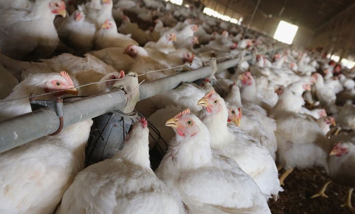 افزایش ۳۳ درصدی شاخص قیمت تولیدکننده محصولات مرغداری‌های صنعتی