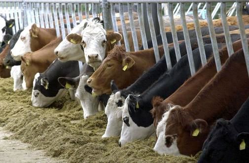 صادرات دام زنده مولد غیرگوشتی آزاد شد