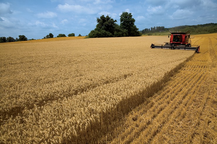 امریکا ناتوان ار رقابت با روسیه در تجارت گندم/ پایانِ کار گروه بازرگانی گندم امریکا در مصر