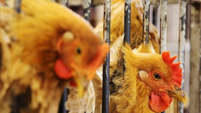 هنگ کنگ واردات گوشت مرغ از هند را به تعلیق درآورد