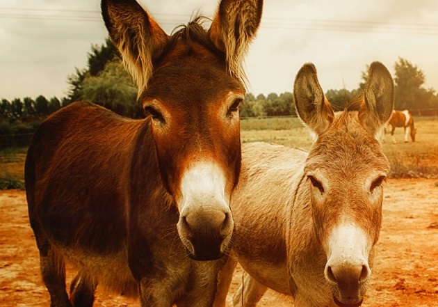 هدف گذاری پاکستان برای درآمدزایی میلیونی از پرورش الاغ/شرکت های خارجی آماده سرمایه گذاری ۳ میلیارد دلاری