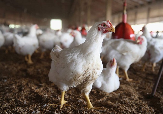 صنعت طیور بریتانیا باید آماده برگزیت بدون توافق باشد