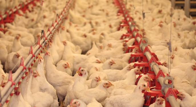 خرید طیور براساس وزن آن از تولیدکنندگان/خرده فروشان هزینه های واقعی تولید پایدار را درک کنند