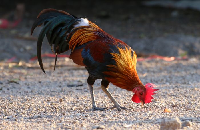 ۲۶ مورد جدید ابتلا به نیوکاسل در یک هفته در امریکا