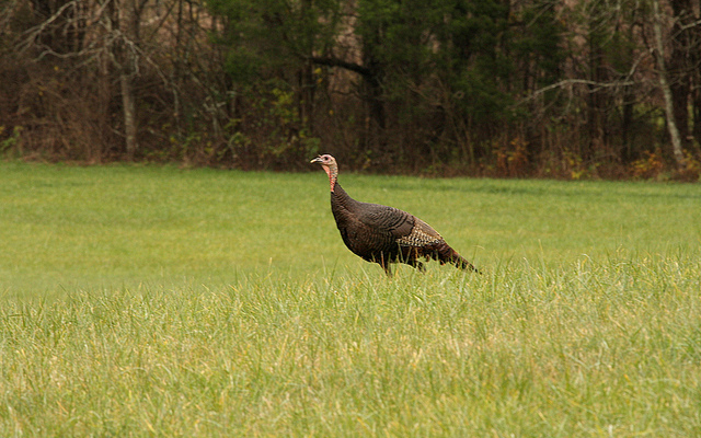 نخستین تجربه استفاده از ویدئوی واقعیت مجازی در صنعت طیور در IPPE 2019