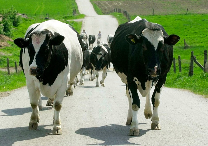 صادرات گوشت گاوهای بیمار به ۱۱ کشور اتحادیه اروپا