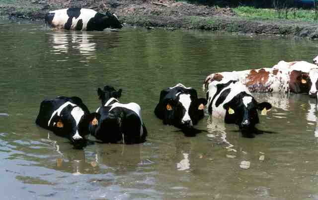 بیماری های مرتبط با سیل در دام و طیور