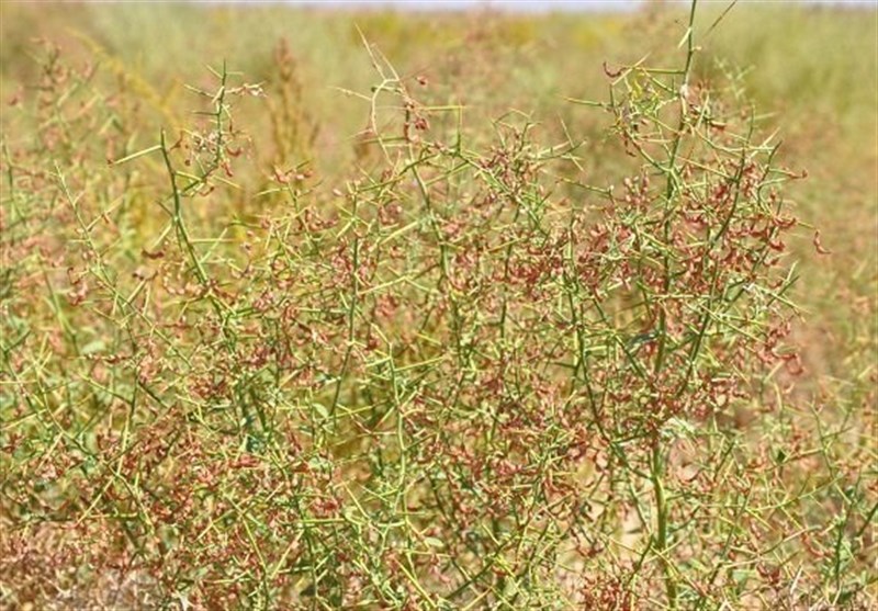 تولید علوفه در کشور افزایش یافت