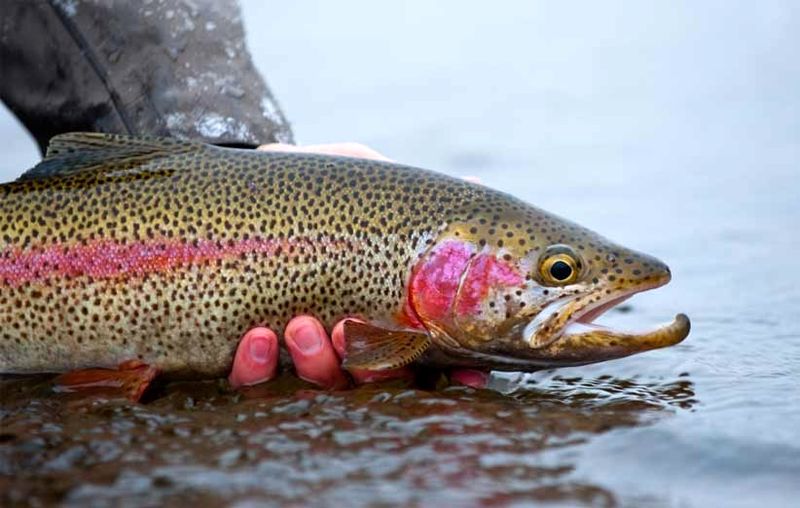 ایران در جمع ۵ کشور تولیدکننده قزل‌آلای رنگین‌کمان قرار گرفت