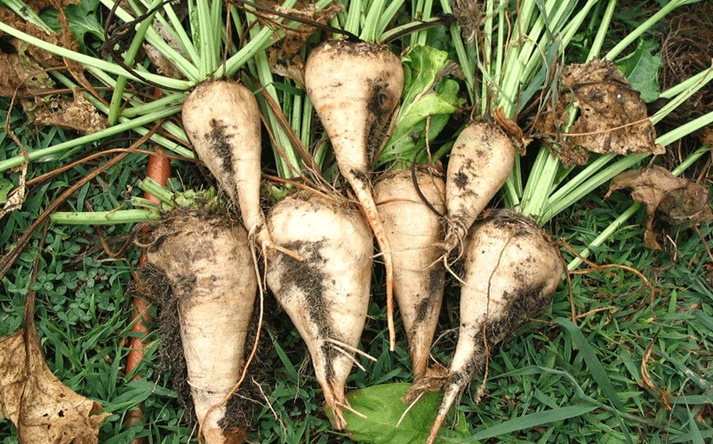 افزایش ۲۰ درصدی قیمت خرید تضمینی چغندرقند