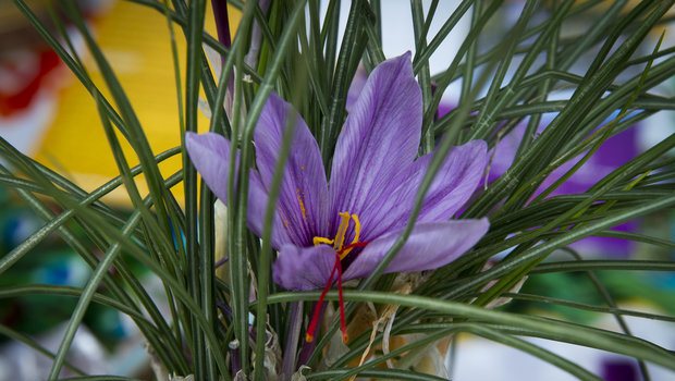 پیش بینی رشد۳۰ درصدی تولید زعفران/صادرات ۲۵ درصد افزایش یافت