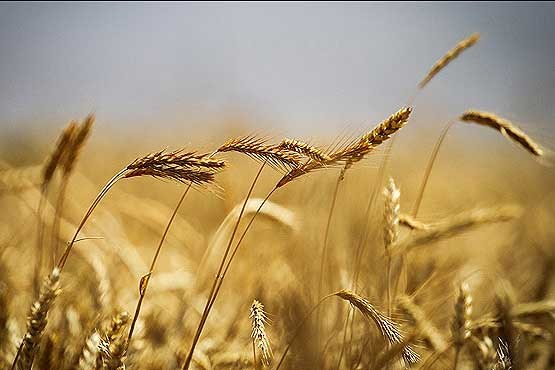 برآوردی از خسارت مزارع گندم نداریم/ احتمال آلودگی مزارع به آفات