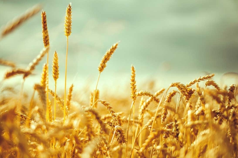 تمهیدات دولت برای خرید تضمینی گندم در سال۹۸ اعلام شد