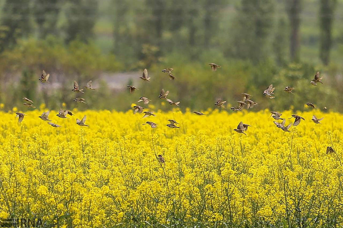 پیش بینی برداشت ۴۰۰ هزار تن دانه روغنی کلزا از مزارع کشور