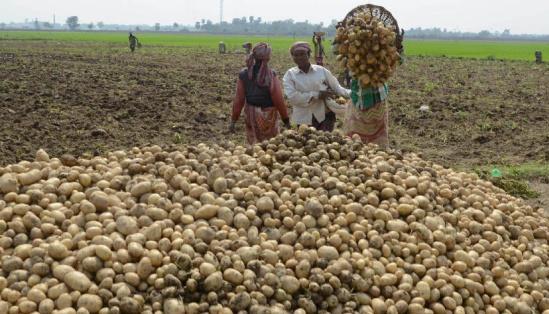 کشاورزان هندی با پپسی سرشاخ شدند
