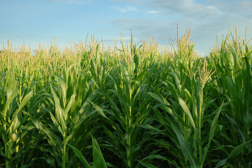 افزایش ۳۱۲ میلیون تنی تولید غلات از سال ۲۰۰۷/رشد ۸۰ درصدی تولید ذرت