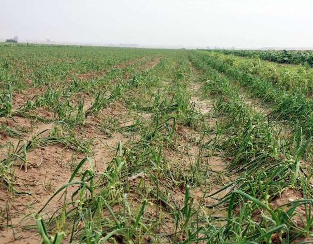 خسارت ۹۴۸ میلیارد تومانی سیلاب به بخش کشاورزی خوزستان/توزیع بیش از ۷ هزار تن علوفه و سبوس بین دامداران
