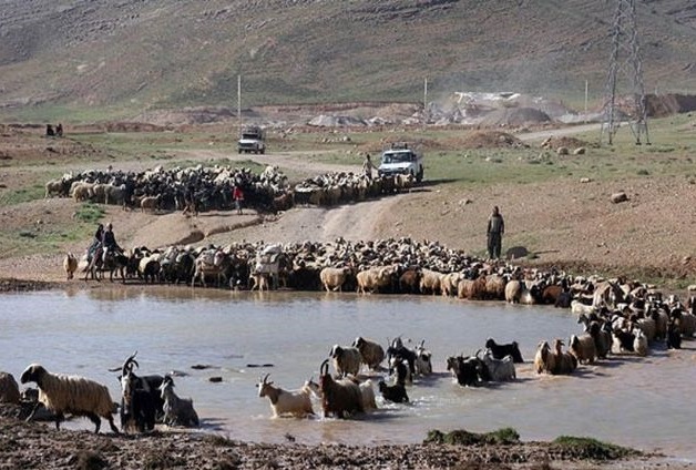 جزییات خسارت سیل به عشایر/ ۱۵ هزار راس دام تلف شد