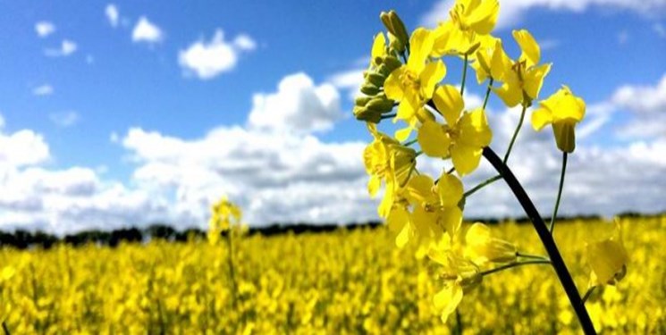 پیش بینی تولید ۴۴۰ هزار تن دانه های روغنی در کشور