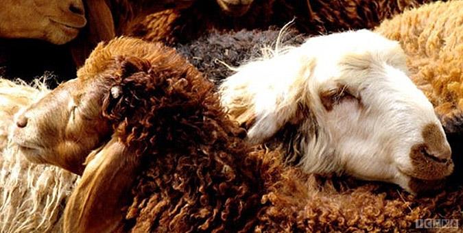 قاچاق دام زنده از مرزهای کشور ادامه دارد/بازار گوشت قرمز در داخل کشور و بر روی مرزها در اختیار دلالان