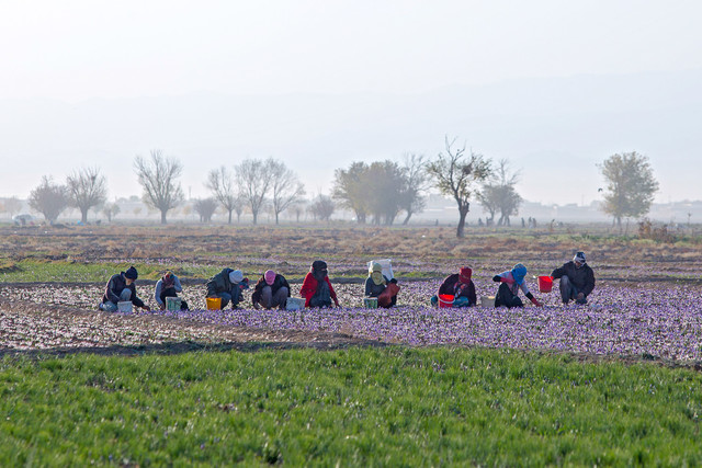 پیشبینی تولید ۵۰۰ تن زعفران در سال ۹۸