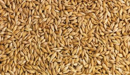 ۳ رقم بذر جو به بخش خصوصی واگذار میشود