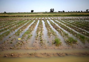 ۹۰۰ هزار هکتار اراضی زراعی و باغی خسارت دیدند