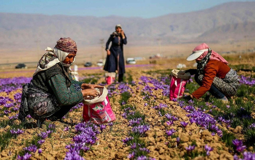 زعفران ایران، به نام و کام افغانستان/ زعفران ایران در پیچ و خم جهانی شدن