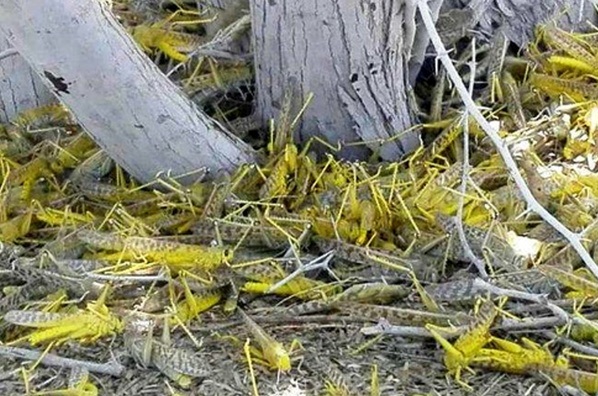 فائو درباره تشدید حملات ملخ‌های مهاجم تا ۱۰ روز آینده هشدار داده است/ پوره(تخم) ملخ‌های مهاجم از خاک سر درآورده اند