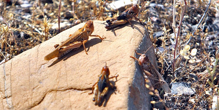 ملخ‌های جنوب ایران به سمت پاکستان می‌روند