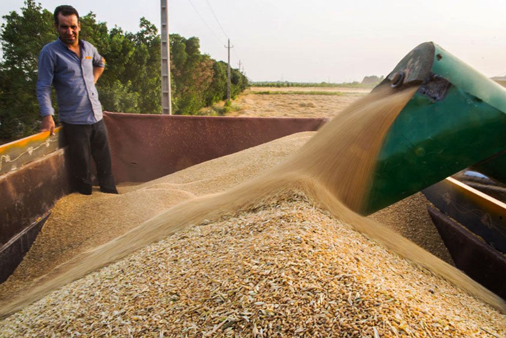 قیمت پیشنهادی وزارت جهاد کشاورزی برای خرید تضمینی گندم بیشتر از ۲۵۵۰ تومان است / قیمت خرید را اعلام نمی‌کنیم تا مقابل دولت قرار نگیریم