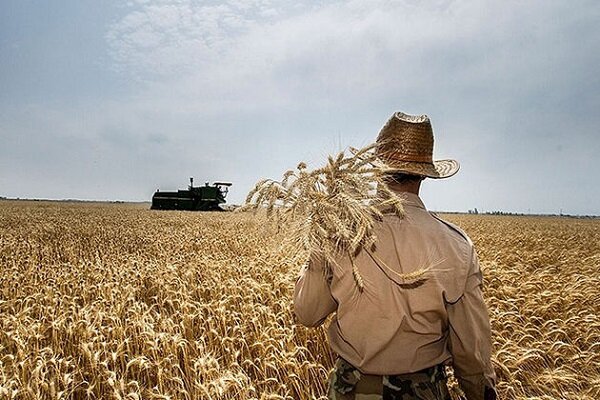 افزایش کیفیت گندم با عرضه در بورس کالا / دولت مقدمات را فراهم کند