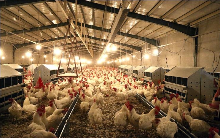 نهاده‌‌های وارداتی به میزان کافی در اختیار مرغداران قرار نمی‌گیرد/ سود ۲۰۰ تومانی مرغداران از قیمت ۱۳ هزار تومانی مرغ