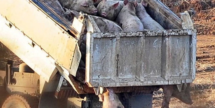 نصف‌ خوک‌ها در چین به دلیل تب خوکی تلف شدند