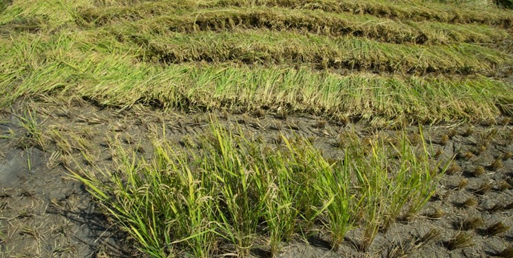 ضعف در تدوین الگوی کشت مانع اجرای آن از سوی کشاورزان است