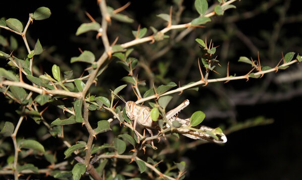 فائو هنوز قصور عربستان در مبارز با ملخها را نپذیرفته است/ دریافت خسارت از عربستان منوط به پذیرش رسمی فائو