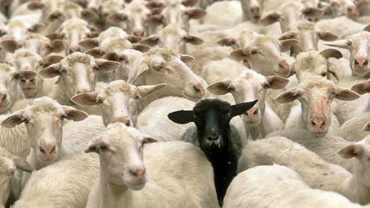 بیش از ۶۳ میلیون رأس دام سبک در کشور