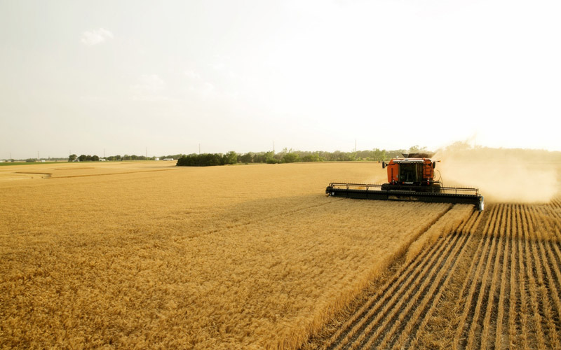 افزایش محصول گندم آلمان علی‌رغم گرما