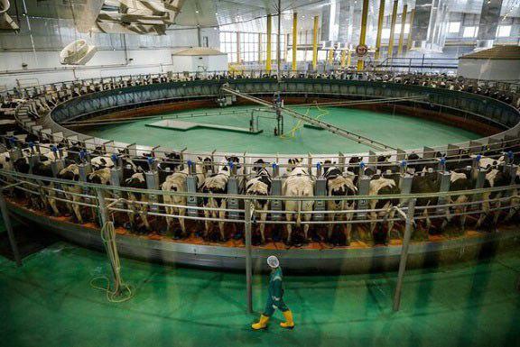 مزرعه پرورش گاوهای قطری، برجسته‌ترین نمونه از اقدامات قطر برای رسیدن به خودکفایی