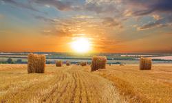 آنالیزگران روسی پیشبینی محصول گندم روسیه را دوباره کاهش دادند