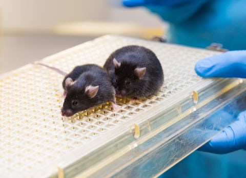 استفاده دانشمندان از موش‌های تراریخته با سلول مغز انسان برای درمان آلزایمر